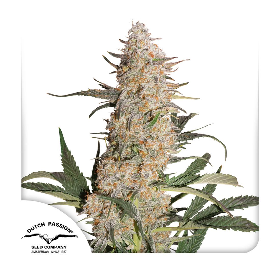 Critical Orange Punch - Dutch Passion - 3 Samen