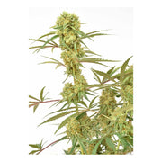 Durban Poison - 3 Samen