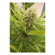 Durban Poison - 3 Samen