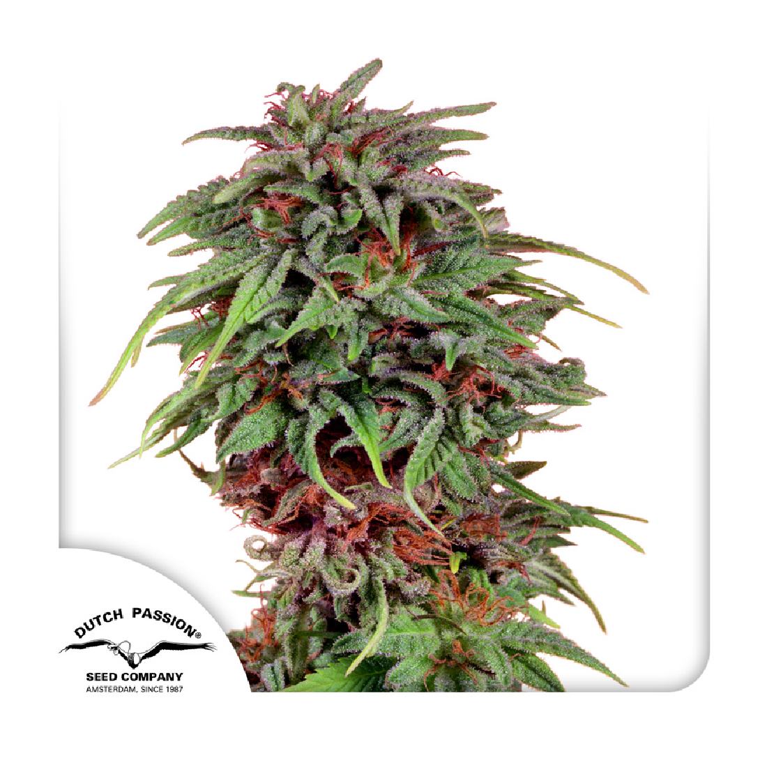 Durban Poison - 3 Samen