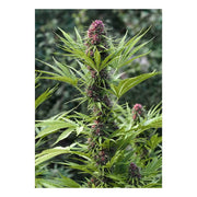 Frisian Dew - Dutch Passion - 3 Samen 