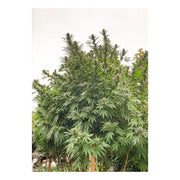 Frisian Dew - Dutch Passion - 3 Samen 