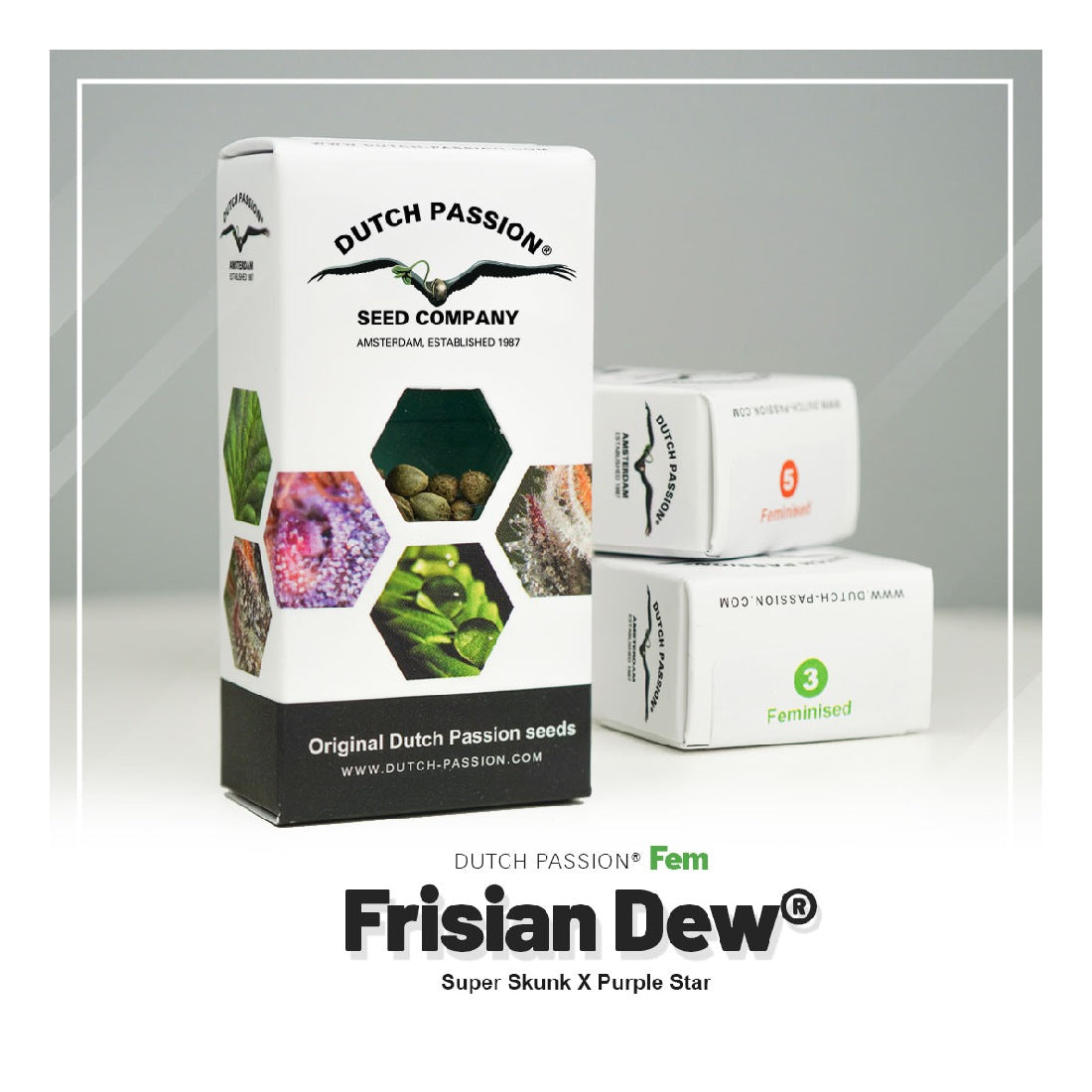 Frisian Dew - Dutch Passion - 3 Samen 
