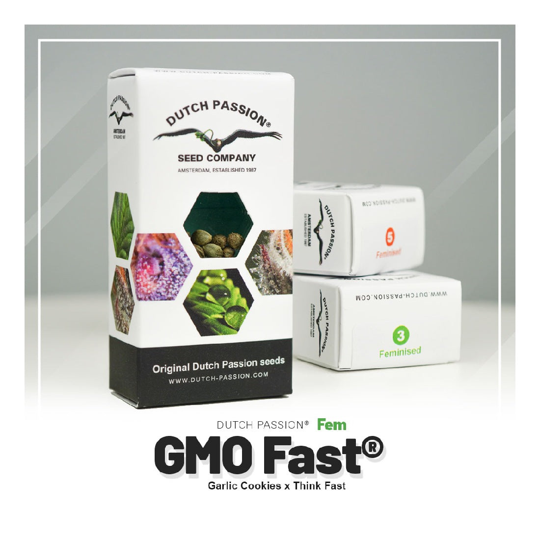 GMO Fast - Dutch Passion - 3 Samen
