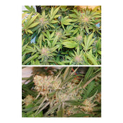 Glueberry OG - Dutch Passion  3 Hanfsamen