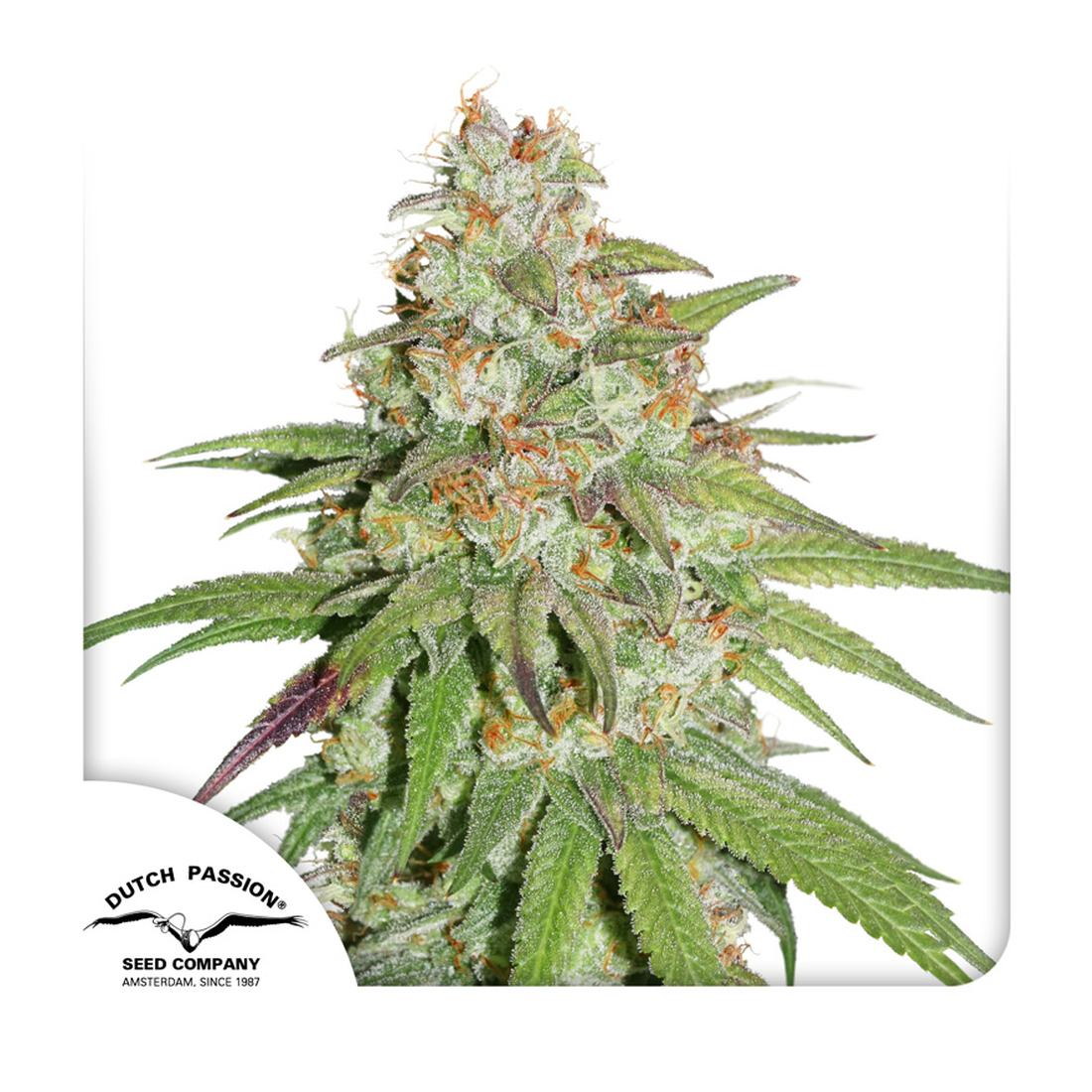 Glueberry OG - Dutch Passion Hanfsamen