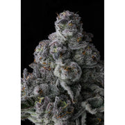 Eye Candy Line - Got Caught - 7 Samen