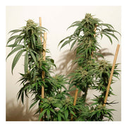 Ice Cream Haze - 3 Samen