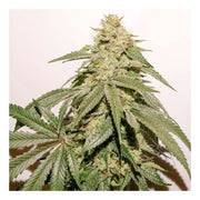 Ice Cream Haze - 3 Samen