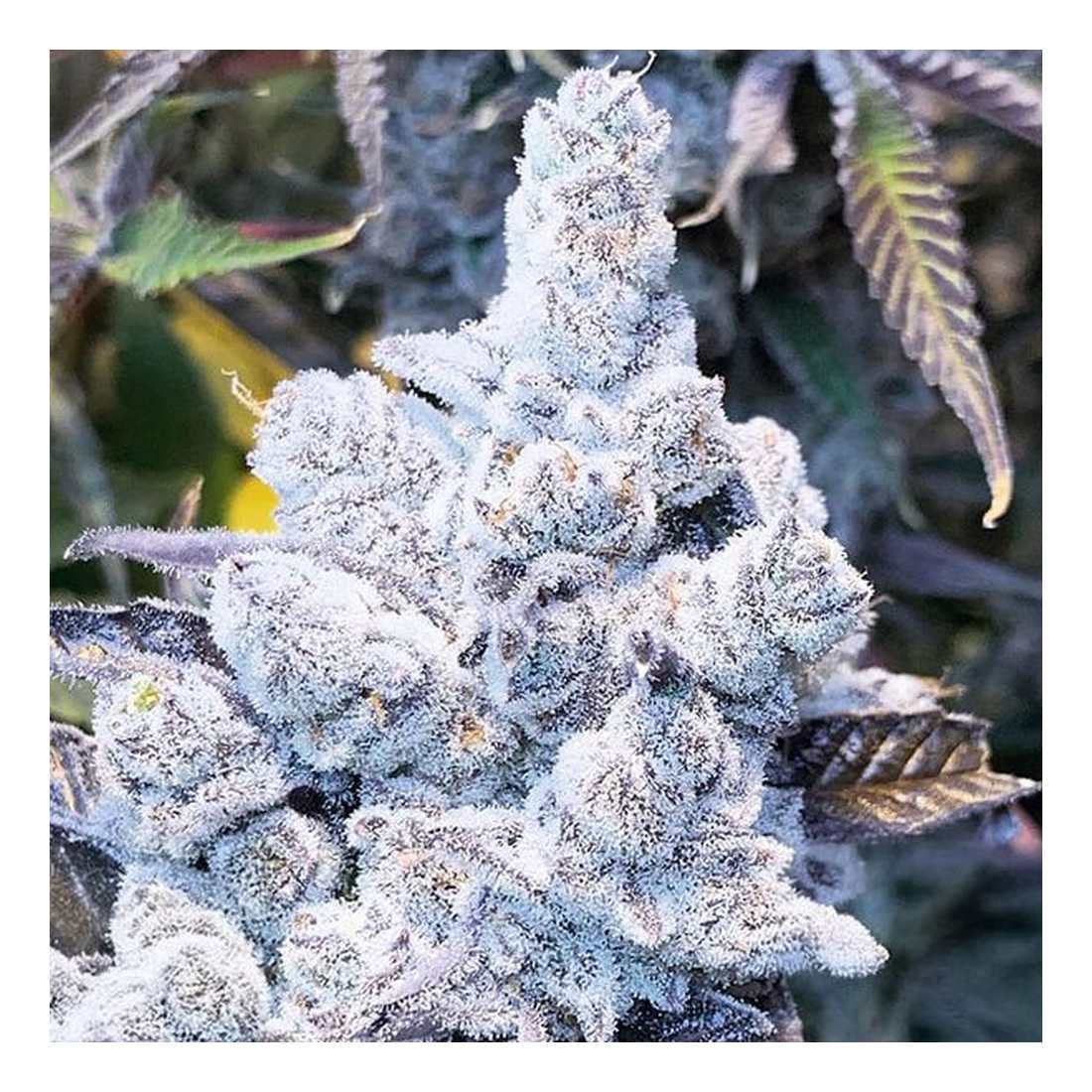 Slurricane - In House Genetics