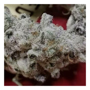 Slurricane - In House Genetics