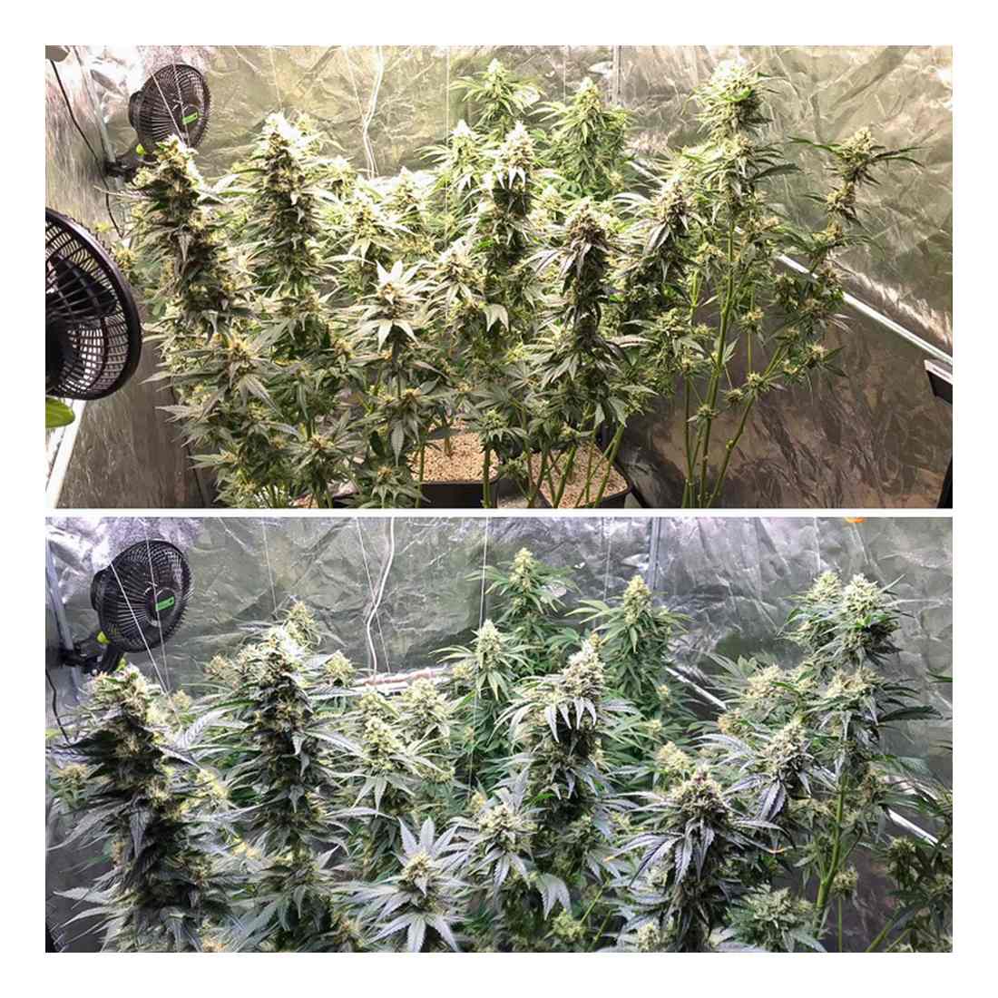 Lemon OG Kush