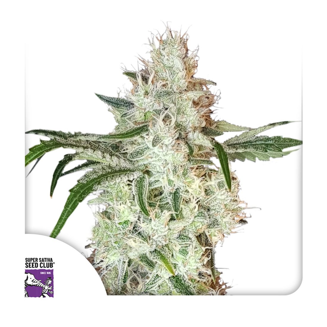 Lemon OG Kush