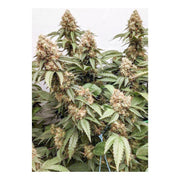 Master Kush - 3 Samen