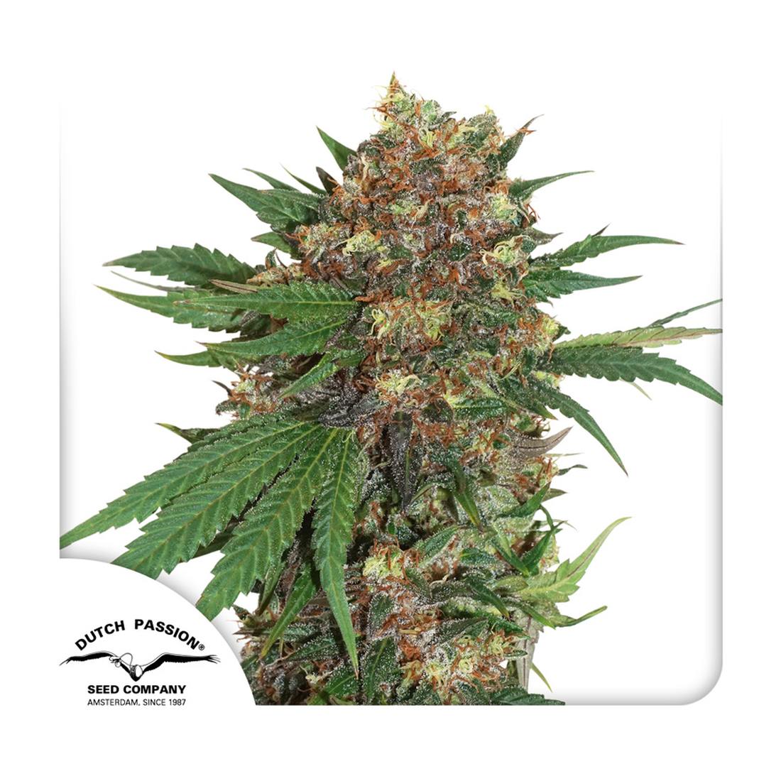 Master Kush - 3 Samen