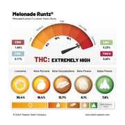 Melonade Runtz Terpene