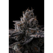 Eye Candy Line - New Money - 7 Samen