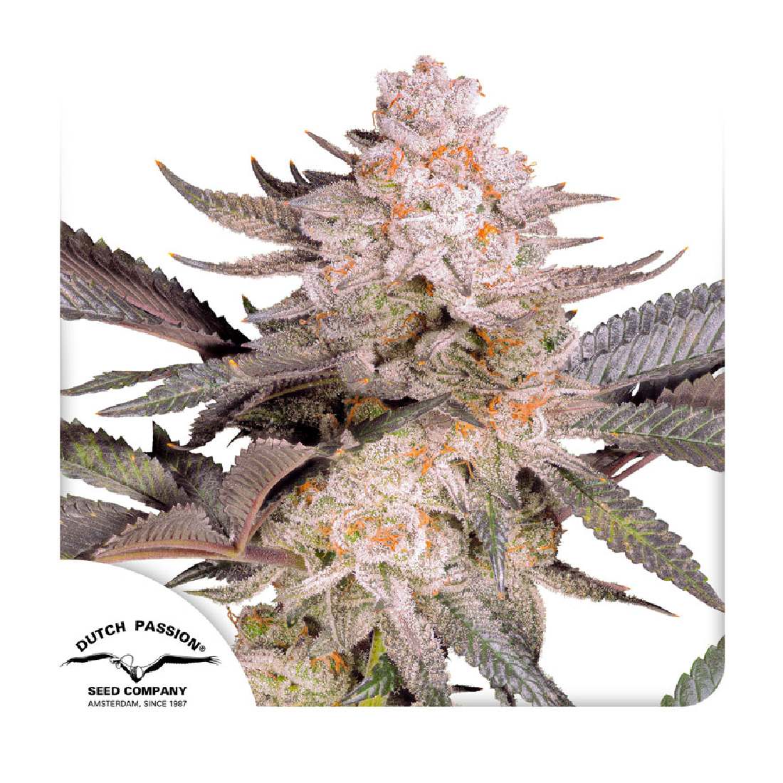 Orange Bud 2.0 - Dutch Passion - 3 Samen