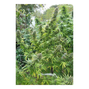 Pamir Gold - Dutch Passion