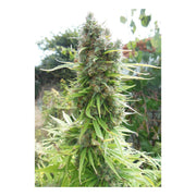 Pamir Gold - Dutch Passion