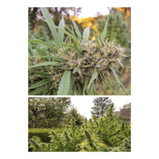 Passion #1 - Dutch Passion Samen