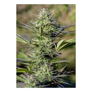 Passion #1 - Dutch Passion Samen