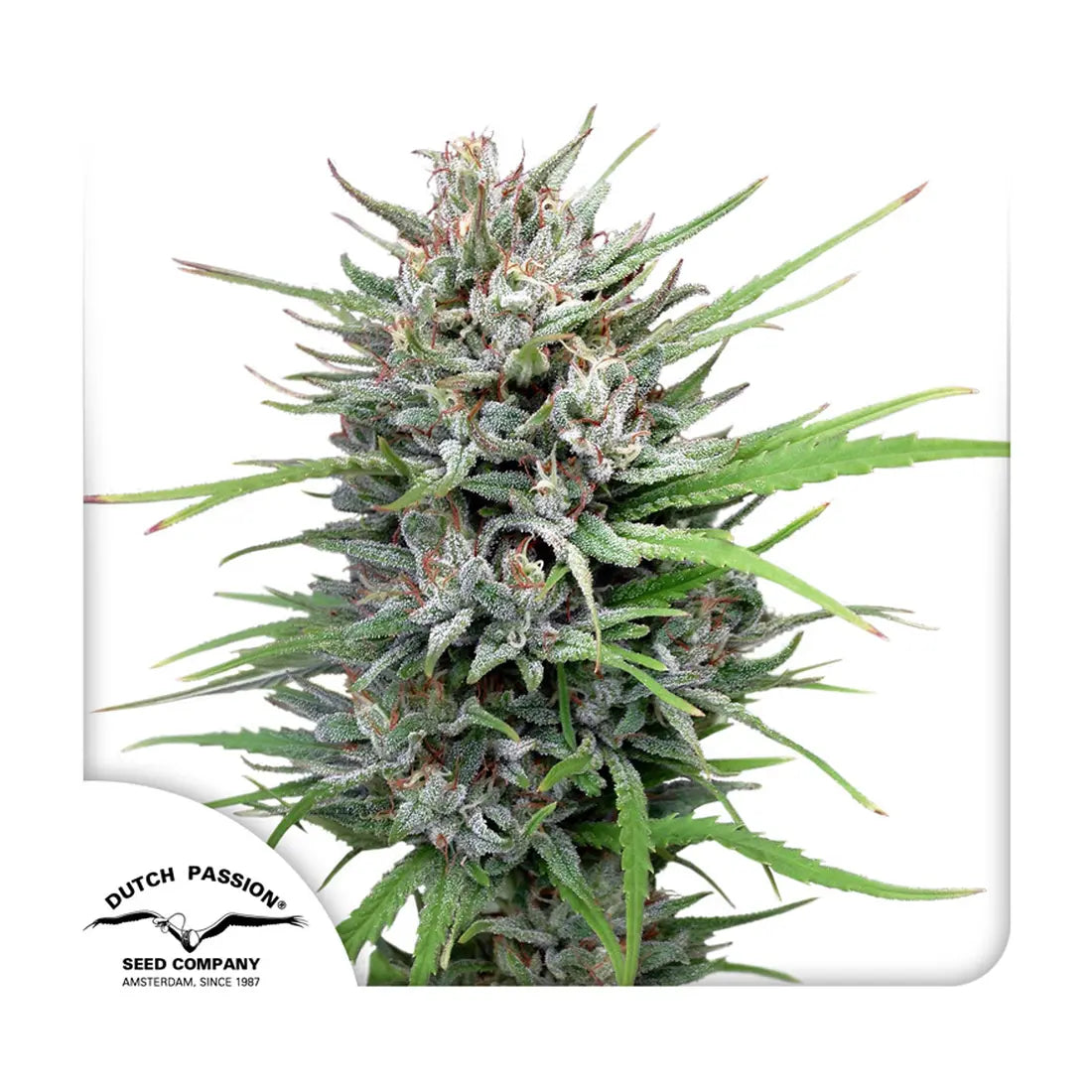 Passion #1 - Dutch Passion Samen