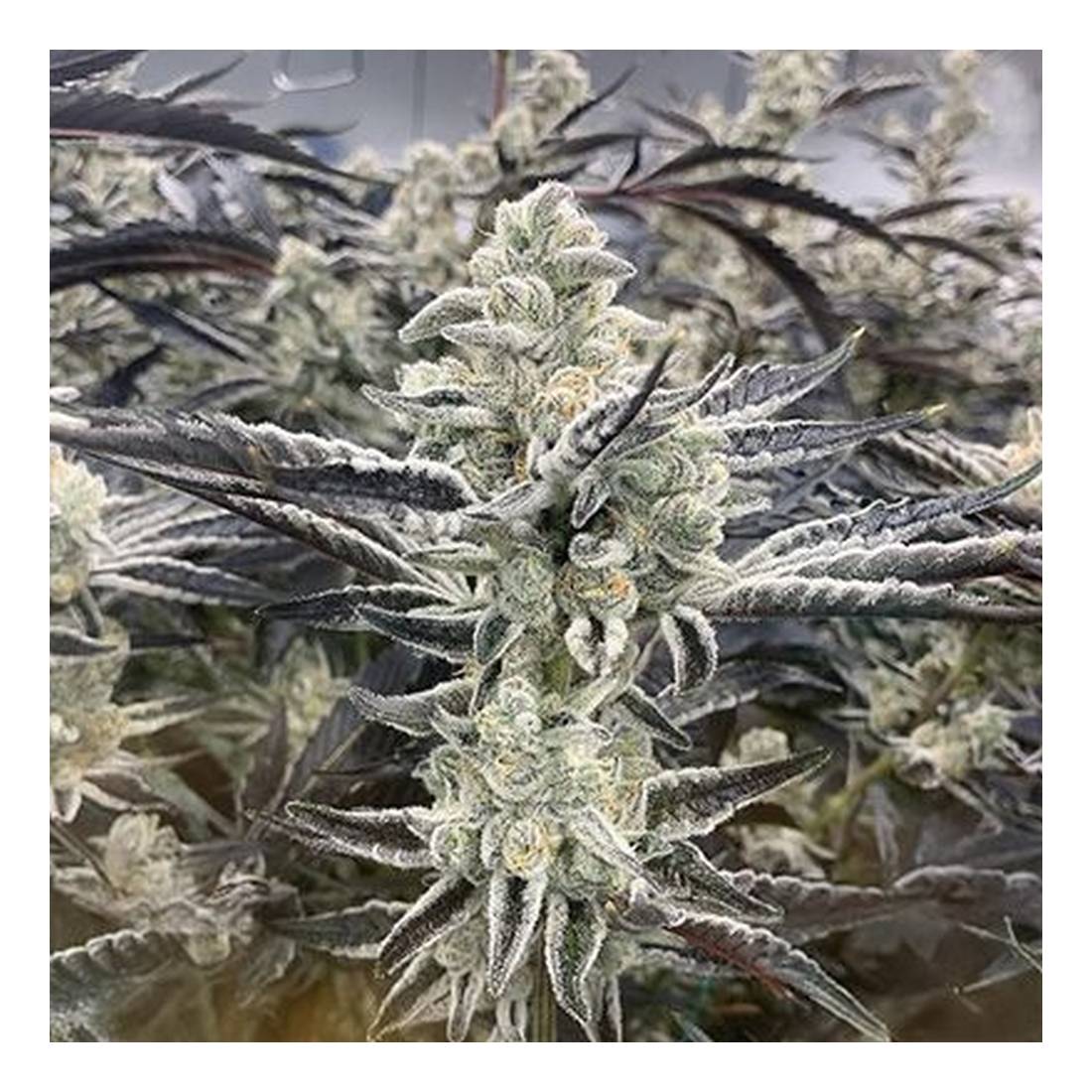 Platinum Kush Breath Remix