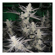 Platinum Kush Breath Remix