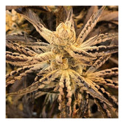 Platinum Kush Breath Remix