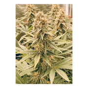 Power Plant - Dutch Passion