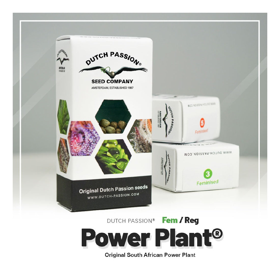 Power Plant - Dutch Passion