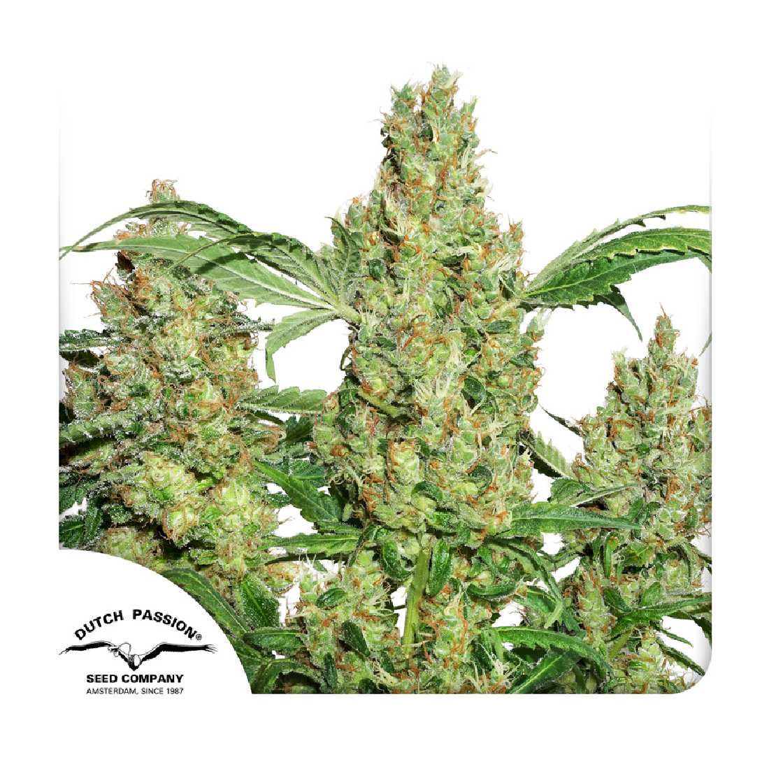Power Plant - Dutch Passion