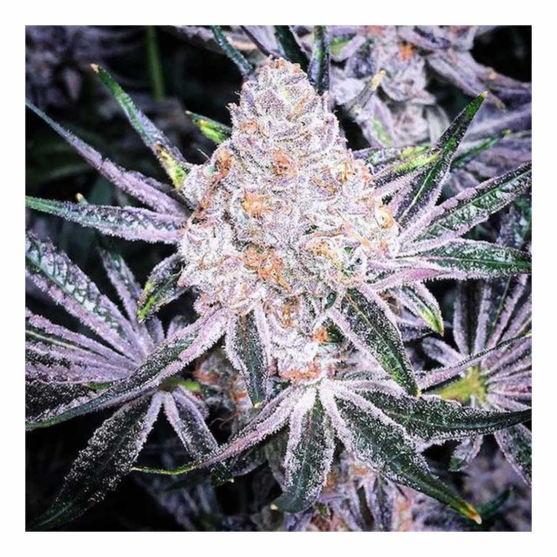 Purple Sunset RBX2 - Ethos Genetics