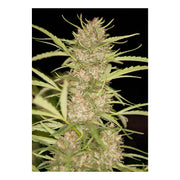 Shaman - Dutch Passion