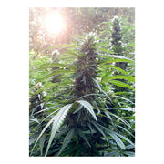 Shaman - Dutch Passion