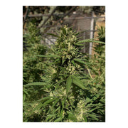 Skunk #11 - Dutch Passion Hanfsamen