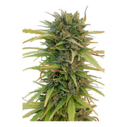 Skunk #11 - Dutch Passion Cannabissamen