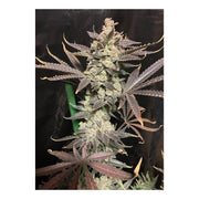 Skywalker Haze - Dutch Passion - 3 Seeds