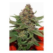 Strawberry Cough - 3 Samen