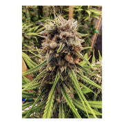 Strawberry Cough - 3 Samen