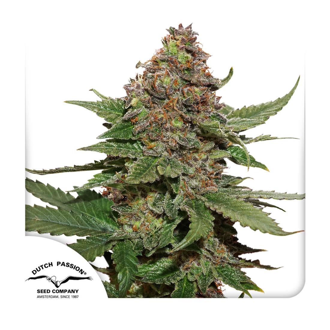 Strawberry Cough - 3 Samen