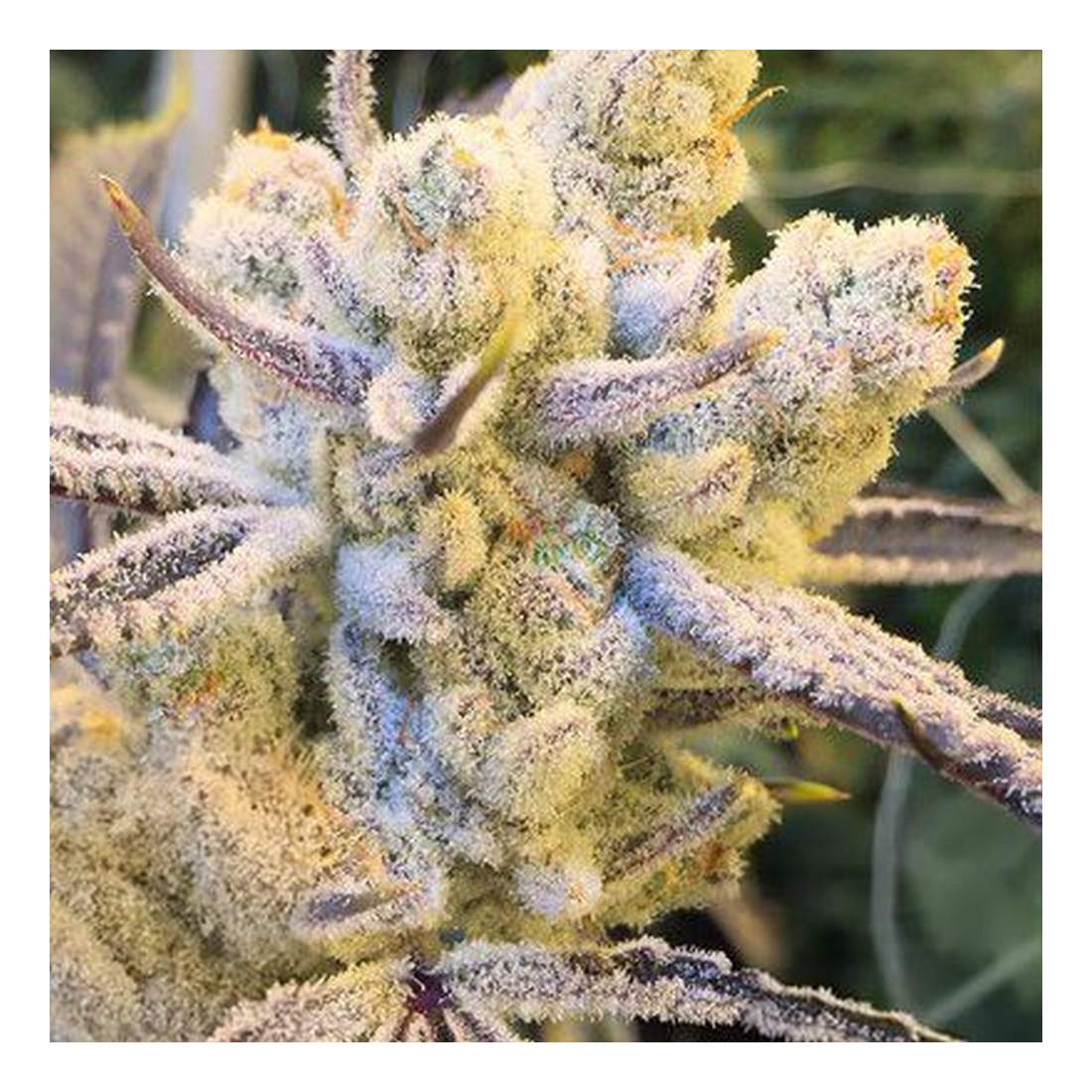 Sugar Cane - In House Genetics