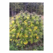 Think Fast - Dutch Passion