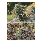 Think Fast - Dutch Passion