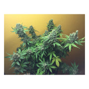 Warlock - Serious Seeds