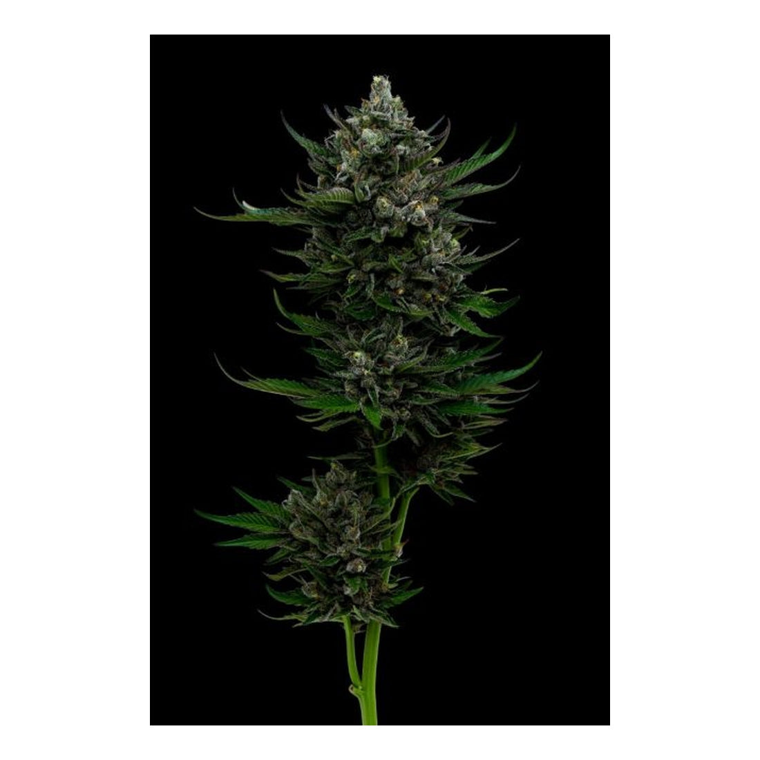 All Gas OG - Humboldt Seed Company