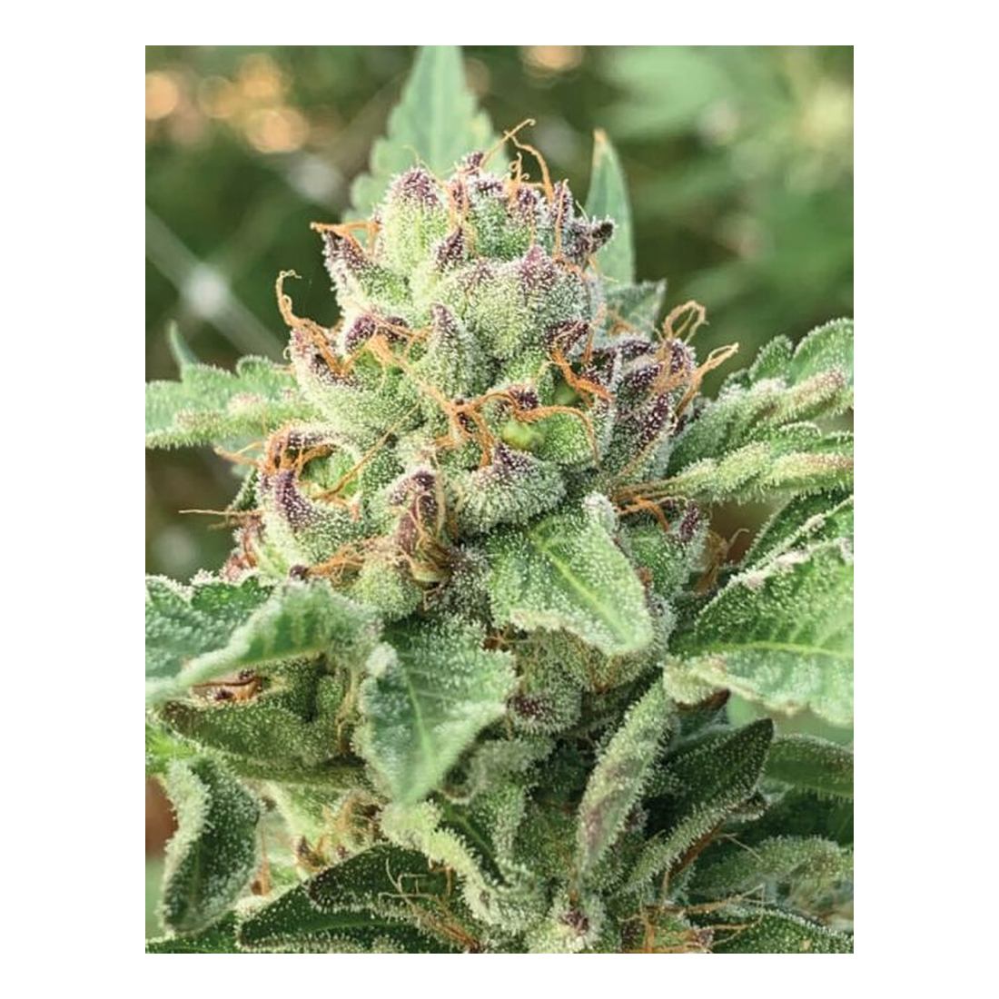 Apple Blossom - Humboldt Seed Company