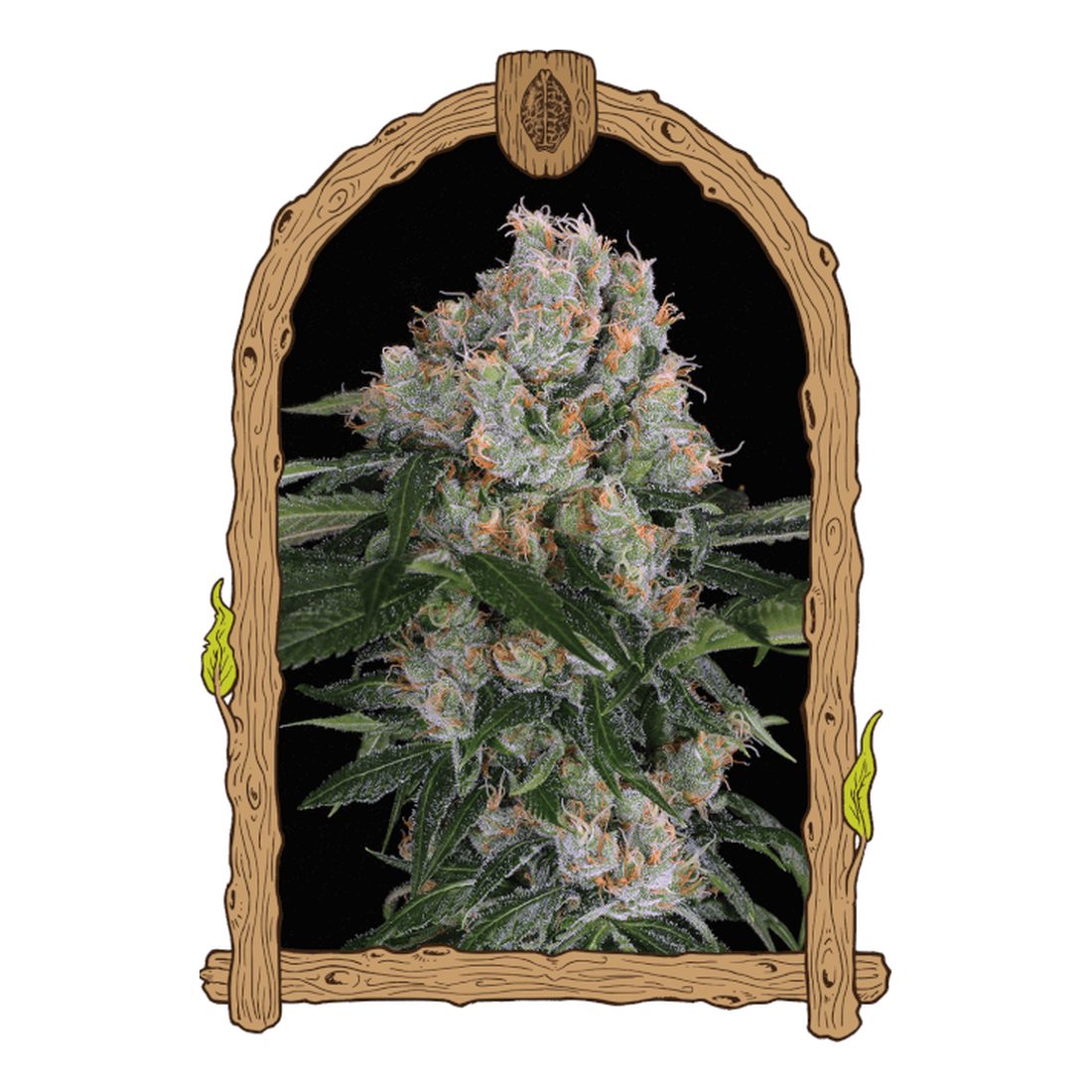 Artic Flurry - Exotic Seed