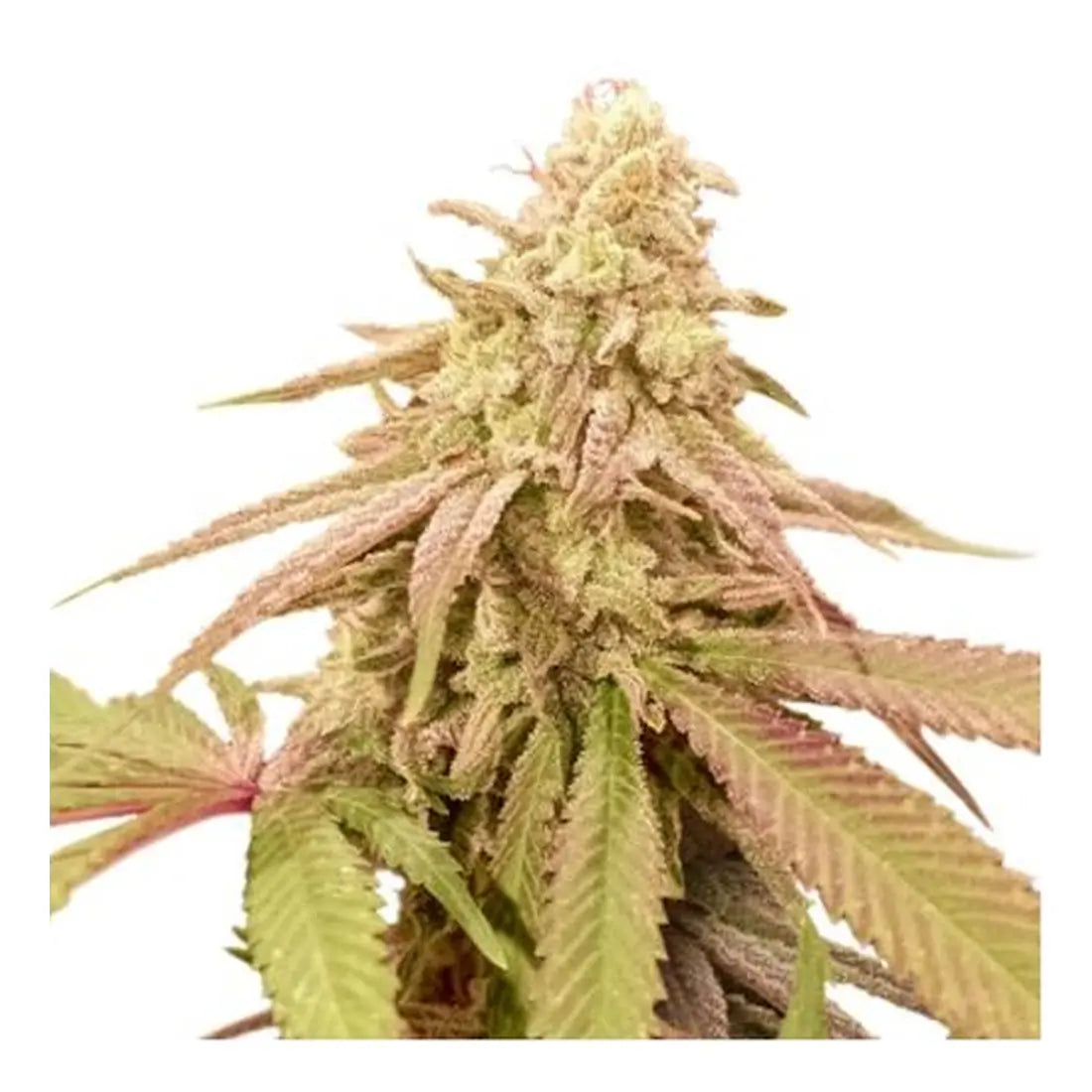 Auto Purple OG Punch - Super Sativa Seed Club